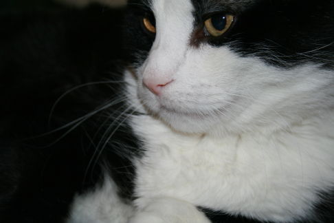 Picture of a cat / kitten / feline