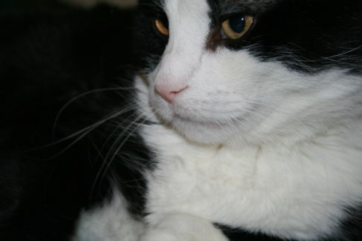 Picture of a cat / kitten / feline