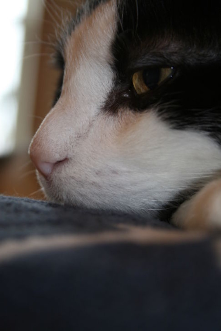 Picture of a cat / kitten / feline