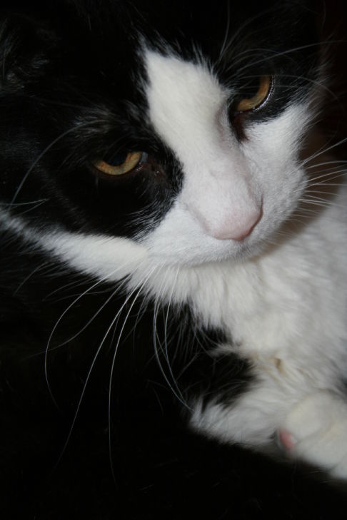 Picture of a cat / kitten / feline