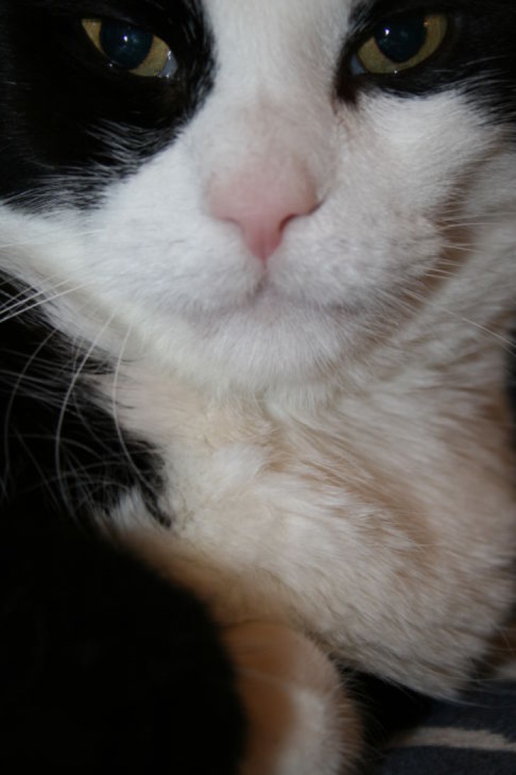 Picture of a cat / kitten / feline