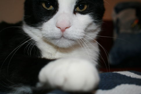 Picture of a cat / kitten / feline