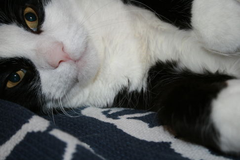 Picture of a cat / kitten / feline