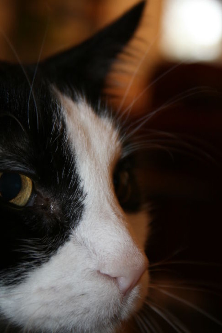 Picture of a cat / kitten / feline