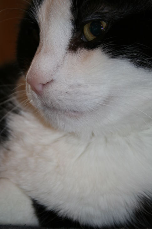 Picture of a cat / kitten / feline