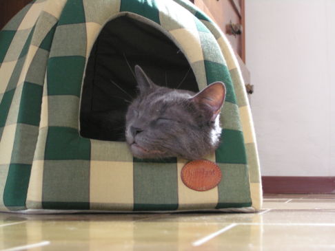 Picture of a cat / kitten / feline