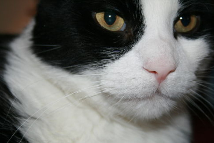 Picture of a cat / kitten / feline