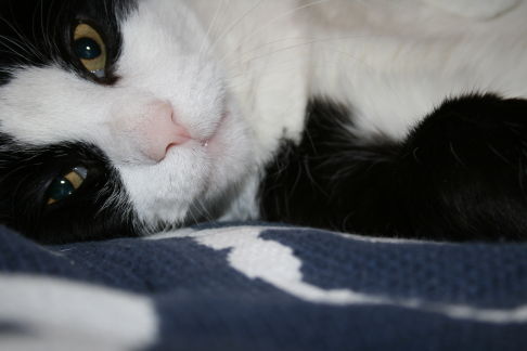 Picture of a cat / kitten / feline