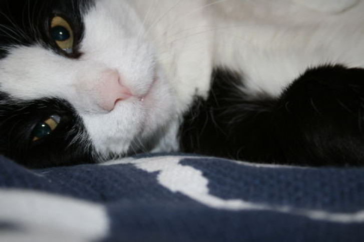 Picture of a cat / kitten / feline