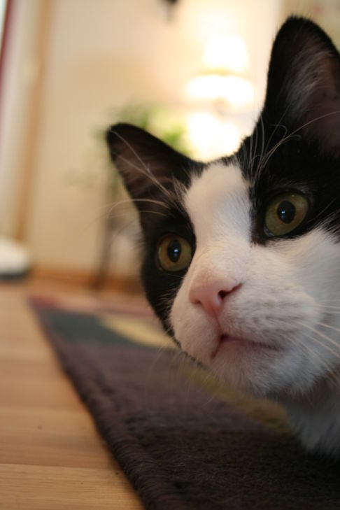 Picture of a cat / kitten / feline