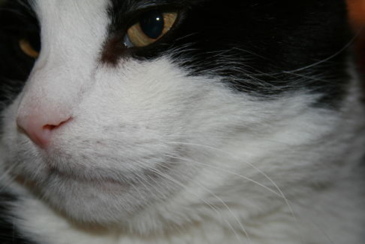 Picture of a cat / kitten / feline