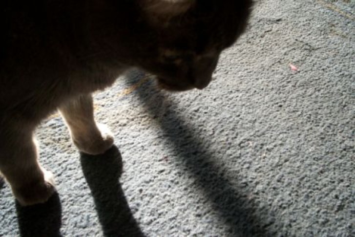 Picture of a cat / kitten / feline