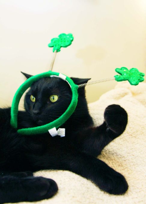 Picture of a cat / kitten / feline