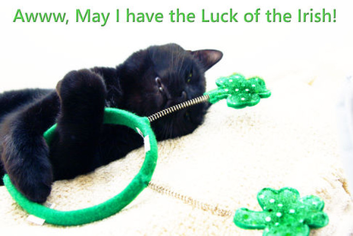 Picture of a cat / kitten / feline