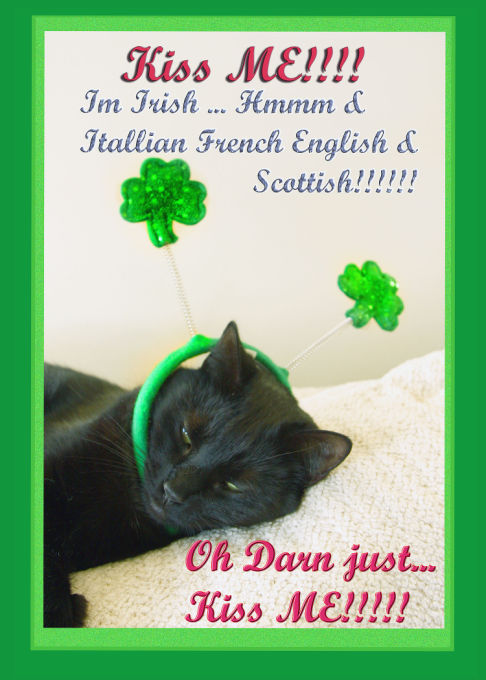 Picture of a cat / kitten / feline