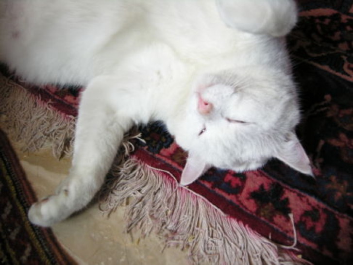 Picture of a cat / kitten / feline