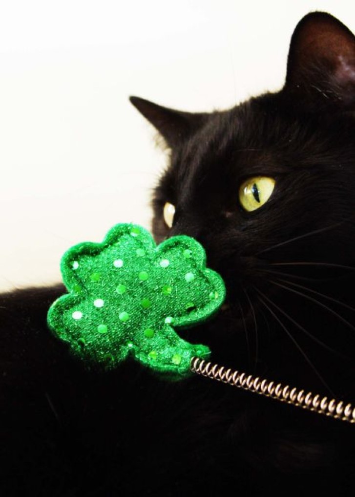 Picture of a cat / kitten / feline