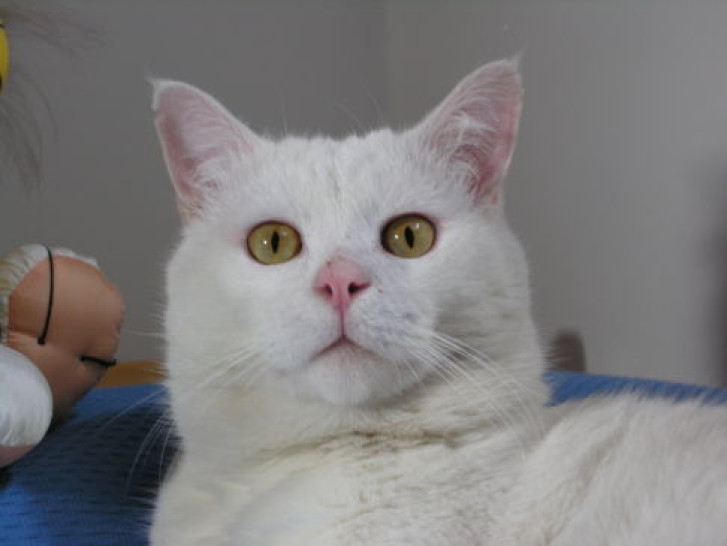 Picture of a cat / kitten / feline