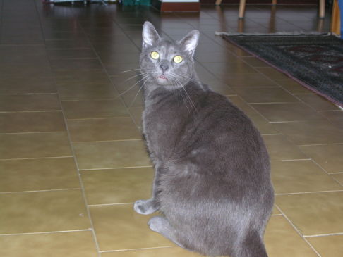 Picture of a cat / kitten / feline