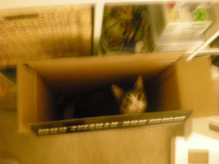 Picture of a cat / kitten / feline