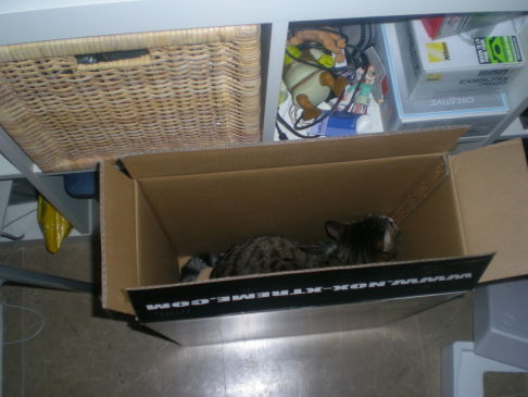 Picture of a cat / kitten / feline