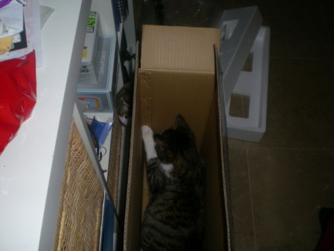 Picture of a cat / kitten / feline