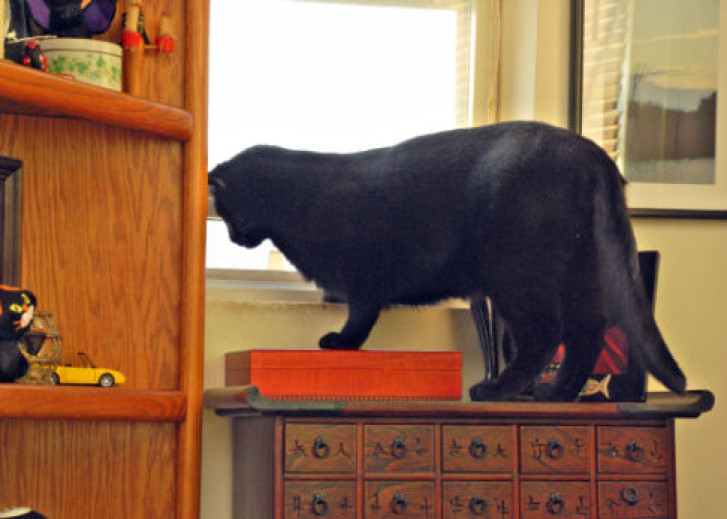 Picture of a cat / kitten / feline