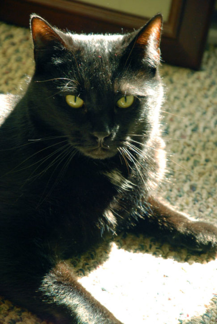 Picture of a cat / kitten / feline