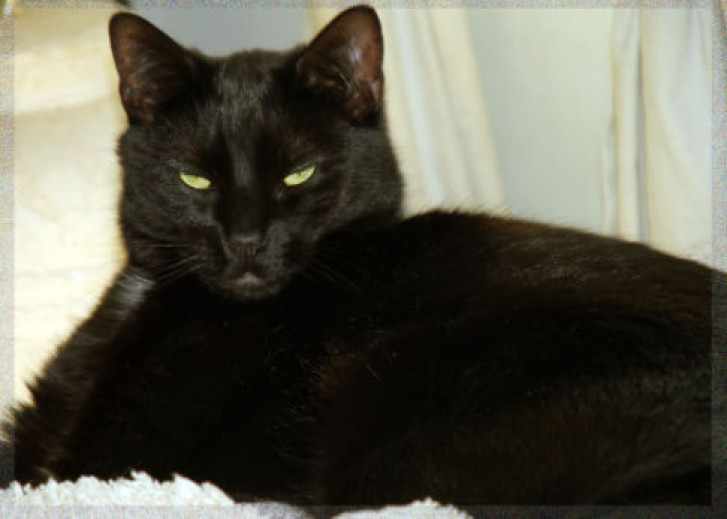 Picture of a cat / kitten / feline