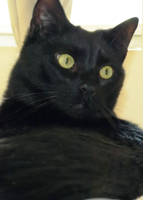 Picture of a cat / kitten / feline