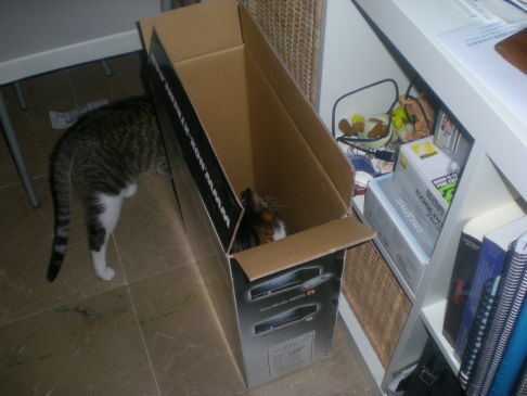 Picture of a cat / kitten / feline