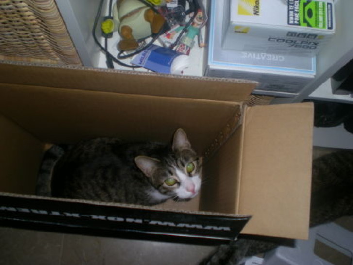 Picture of a cat / kitten / feline