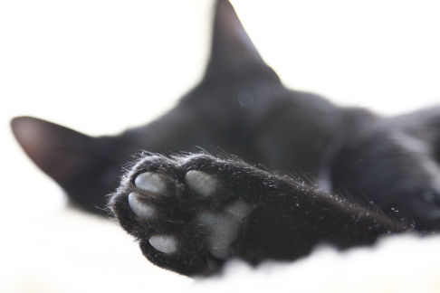 Picture of a cat / kitten / feline