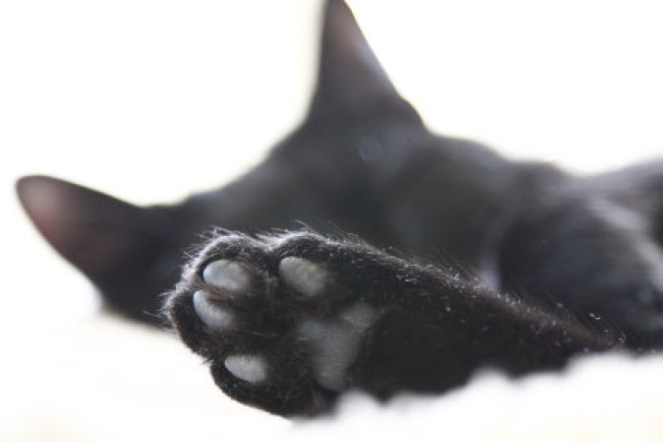 Picture of a cat / kitten / feline