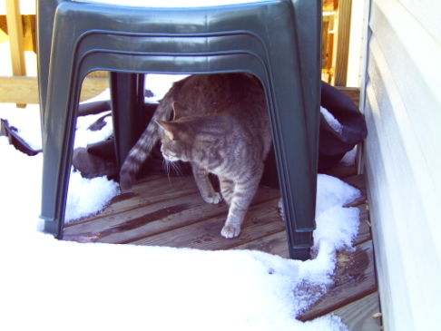 Picture of a cat / kitten / feline