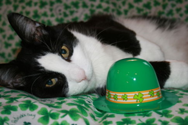 Picture of a cat / kitten / feline