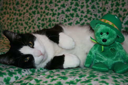 Picture of a cat / kitten / feline