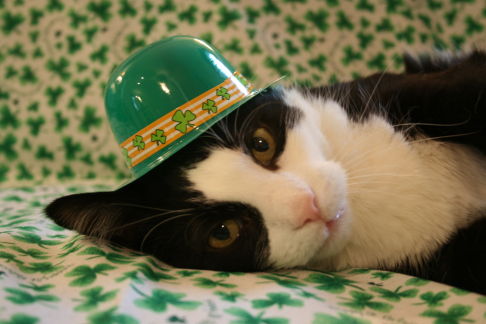 Picture of a cat / kitten / feline