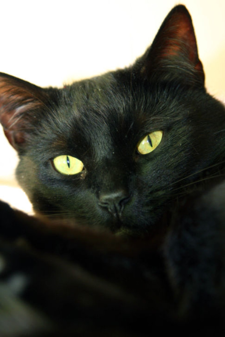 Picture of a cat / kitten / feline