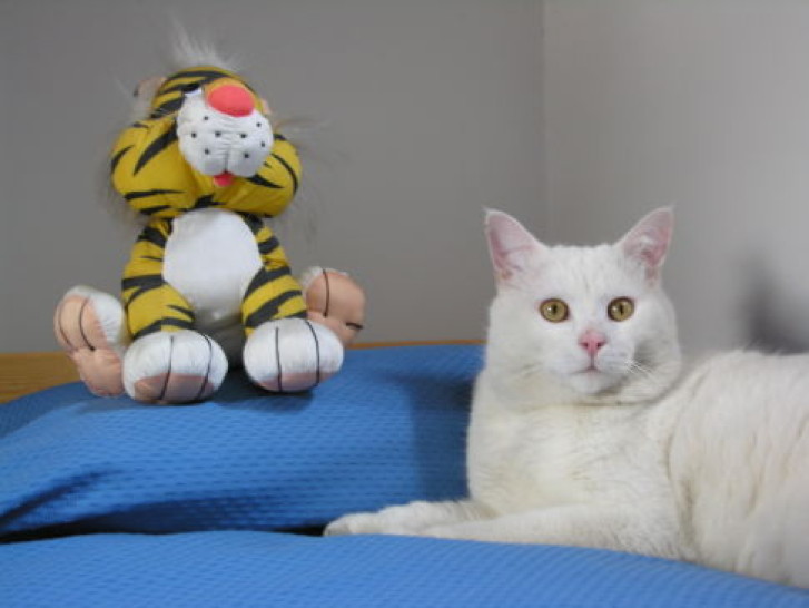 Picture of a cat / kitten / feline