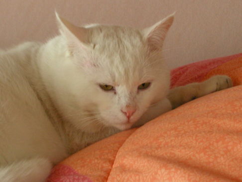 Picture of a cat / kitten / feline