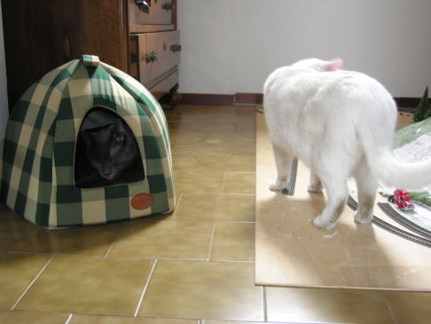 Picture of a cat / kitten / feline