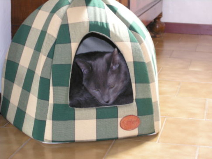 Picture of a cat / kitten / feline