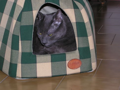 Picture of a cat / kitten / feline