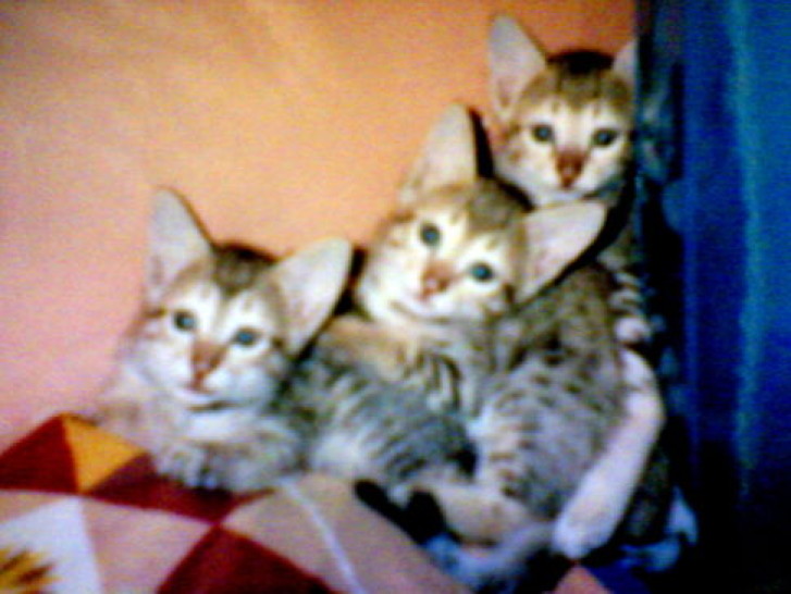 Picture of a cat / kitten / feline