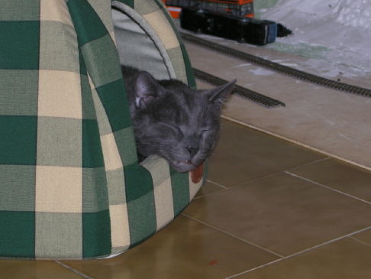 Picture of a cat / kitten / feline