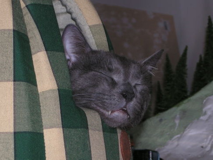 Picture of a cat / kitten / feline