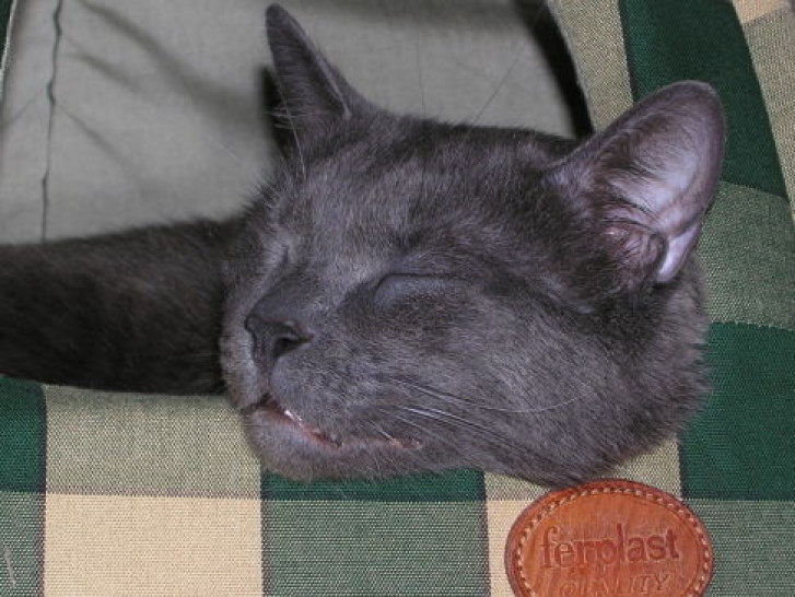 Picture of a cat / kitten / feline