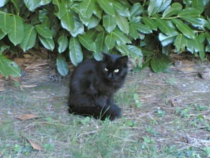 Picture of a cat / kitten / feline