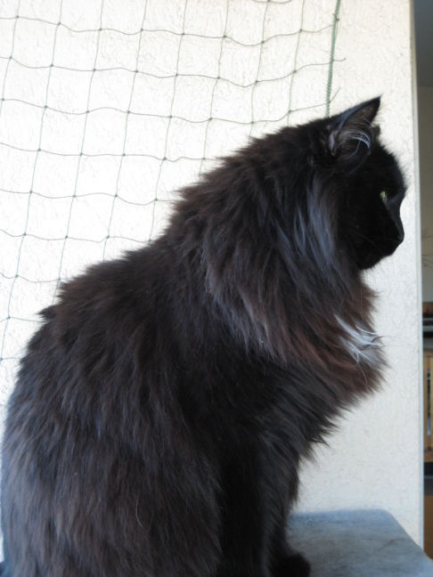 Picture of a cat / kitten / feline